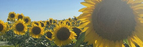 abbs @noheroesall0wed cover picture