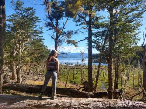 Noseyfox @noseyfox cover picture