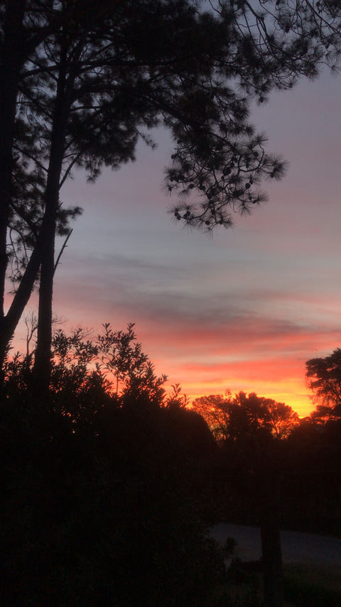 ? @notflor cover picture