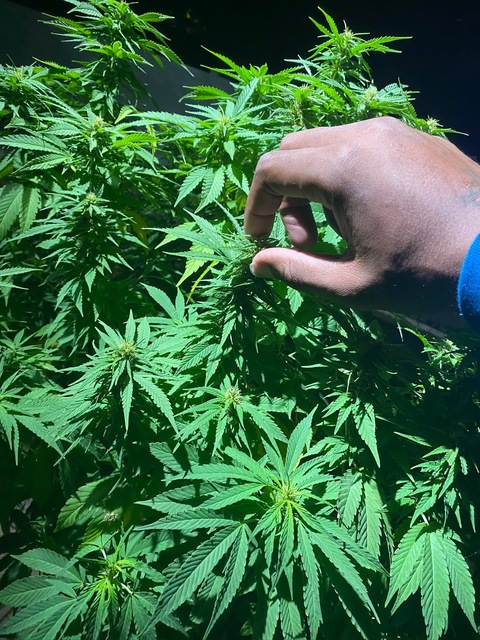 Mando Mike @ogmj3x cover picture