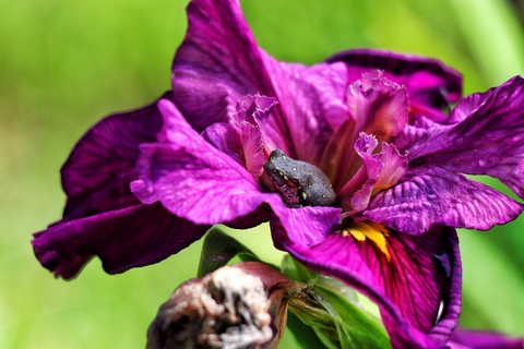 Miss Rose @originalrose cover picture