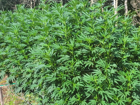 OSS @oss10001110101 cover picture