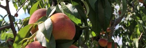 Megan 🍑 @peachpfirsich_ cover picture