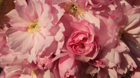 peachyypupper @peachyypupper cover picture