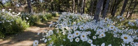 Sleepwalker @pearl cover picture