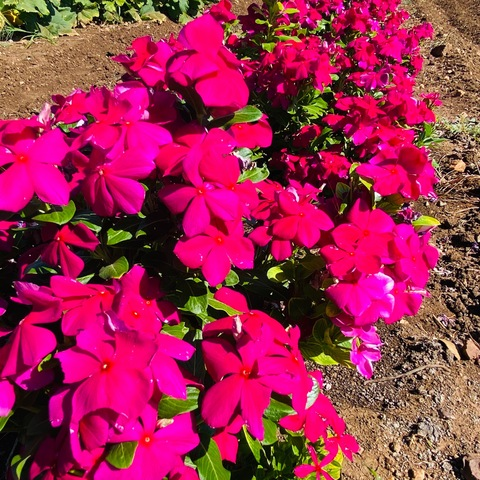 Pink @pinklatina cover picture