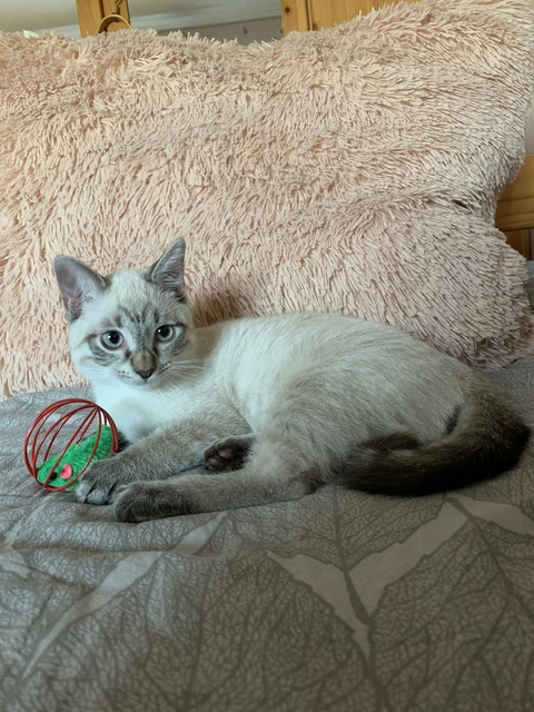 . @pisike cover picture