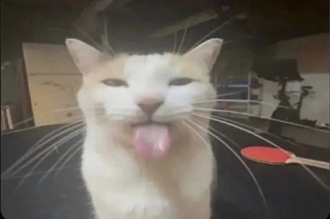 princess @polymorphed cover picture