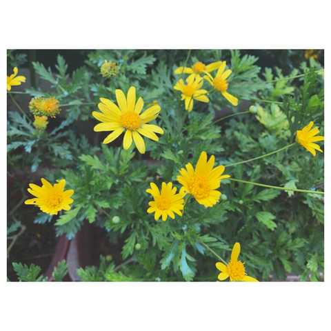 Princess M @princessmx cover picture