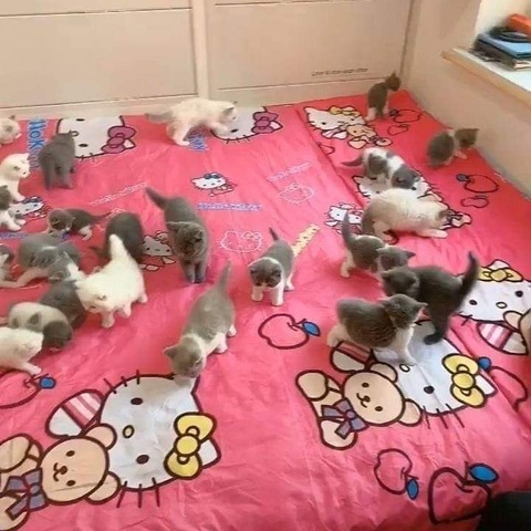 Tyler @princesstyler cover picture