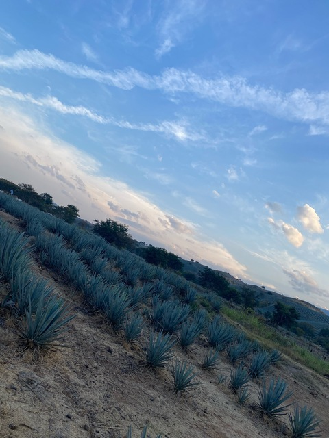 Priscila M @priscillaaaaa cover picture