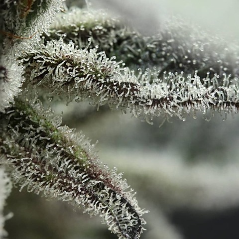 Queen Bee @queeenbee cover picture