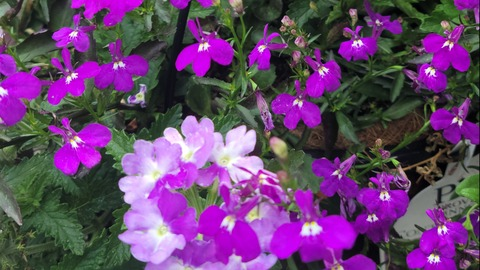 queenzyx @queenzyx cover picture