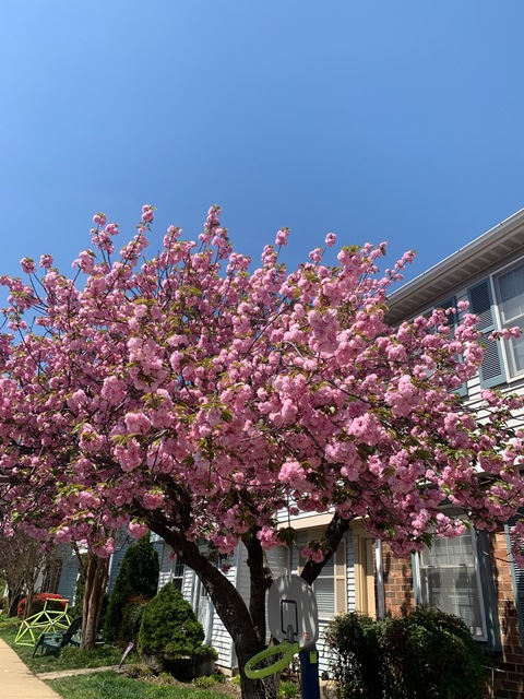 Rach Kane @rach1 cover picture