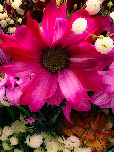 Legless Queen @rachellencooper cover picture