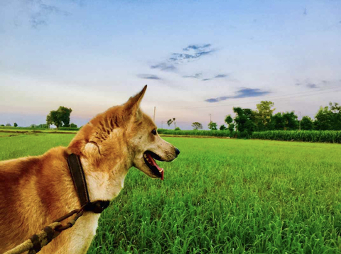 Sam Rangi @rangi cover picture