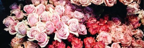 u72858863 @rogue_vixen cover picture