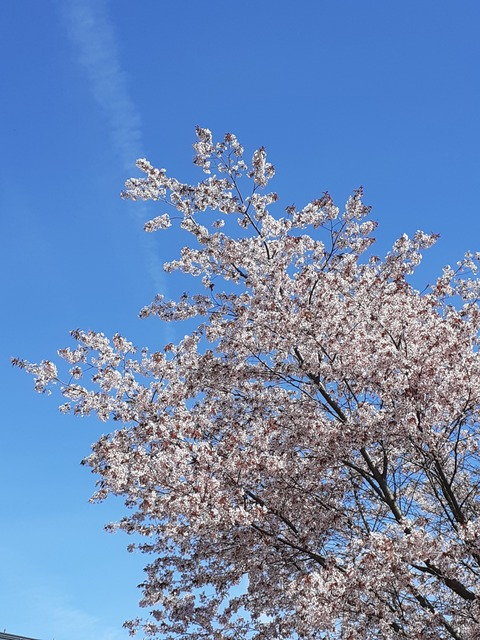 rose @rosemaria cover picture