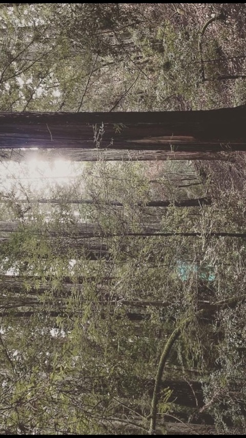 clxire @rosesindecember cover picture