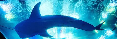 りゅかすけ @ryukasuke7 cover picture