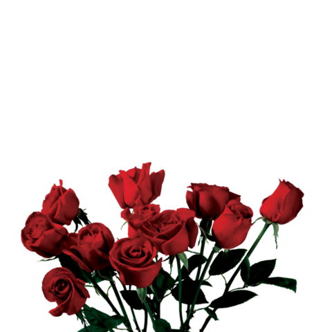 Ryan Andrew @ryvnvndrew cover picture