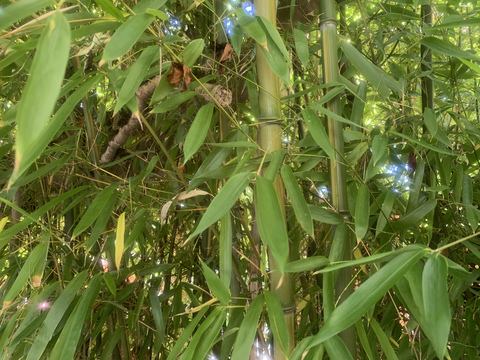 Sage Sole @sage-sole cover picture