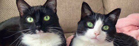 Alyssa 🖤 @salty_kitten cover picture