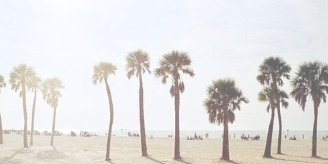 sapphire rose @sapphirerose cover picture