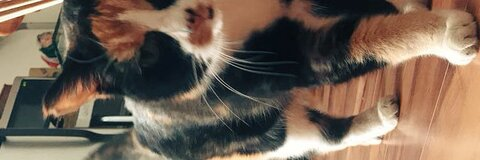 Sara 😽 @saraakitten cover picture