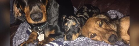 Sarah Dawn @sarahdawn403 cover picture