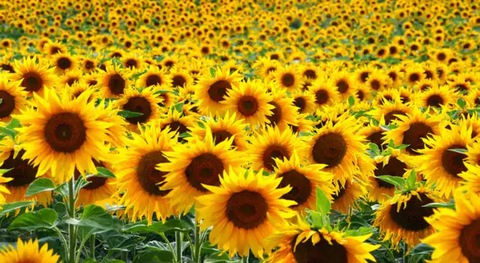 Sarah🌻✨ @sarahhoneylove cover picture