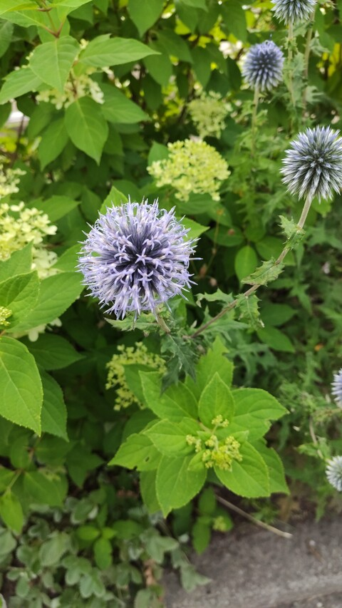 Sarah @sarahs99 cover picture