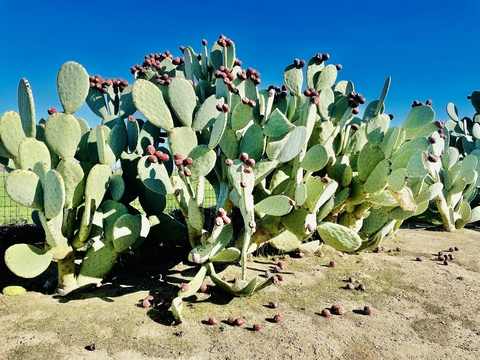 Southern Sweetie @seeasouthernsweetie cover picture