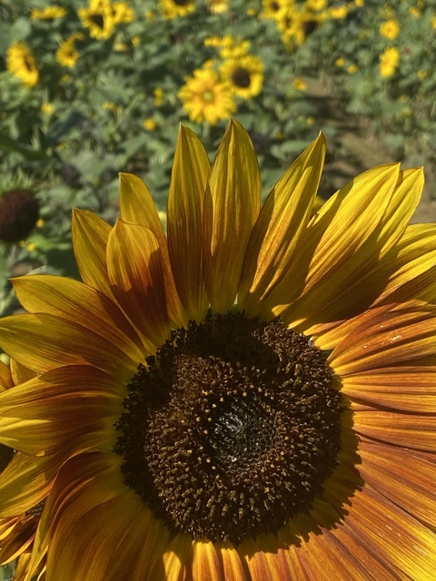 Stephanie @serenitystephanie cover picture