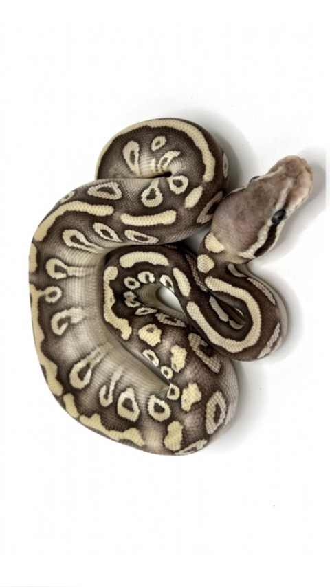 WYD👀 @sexypetitev cover picture