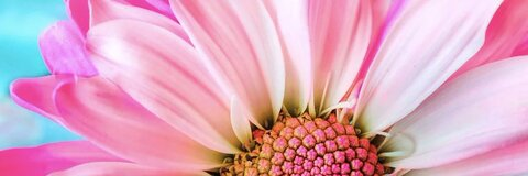 shanley @shanley cover picture