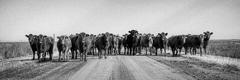 RayOfFuckingSunshine @shannabreannnn cover picture