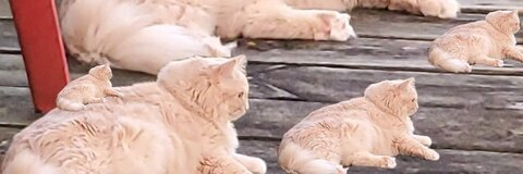 MRS If you're nasty @skilfan cover picture