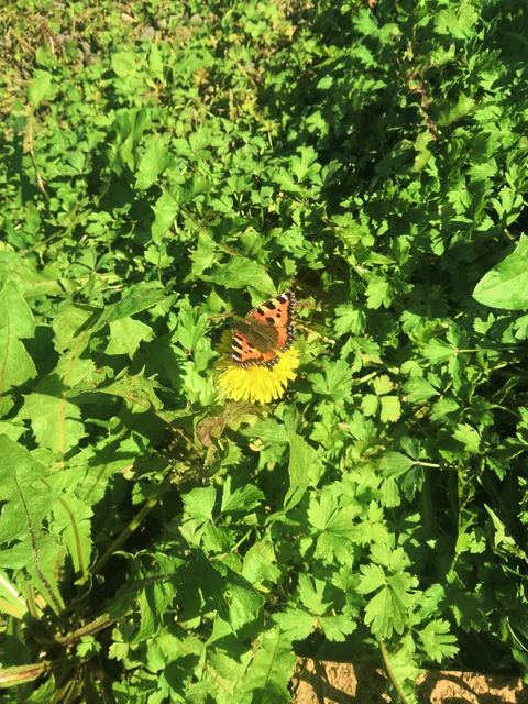 Skye @skyescott cover picture