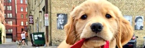 The Woofstore @skyex cover picture