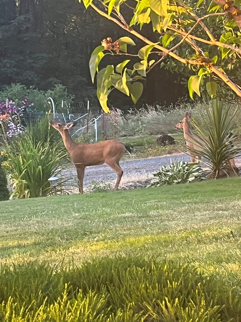 slickshawty🪷 @slickshawty420 cover picture