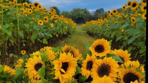 Solcitook. @solcitok cover picture