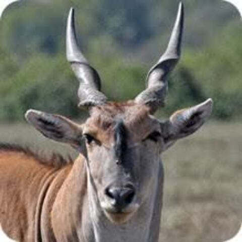 Songbird @songbird cover picture