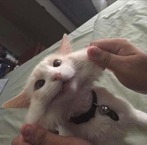 Soph @sophlainey cover picture