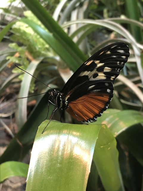 Strawberry Milk @strawberrymilk cover picture