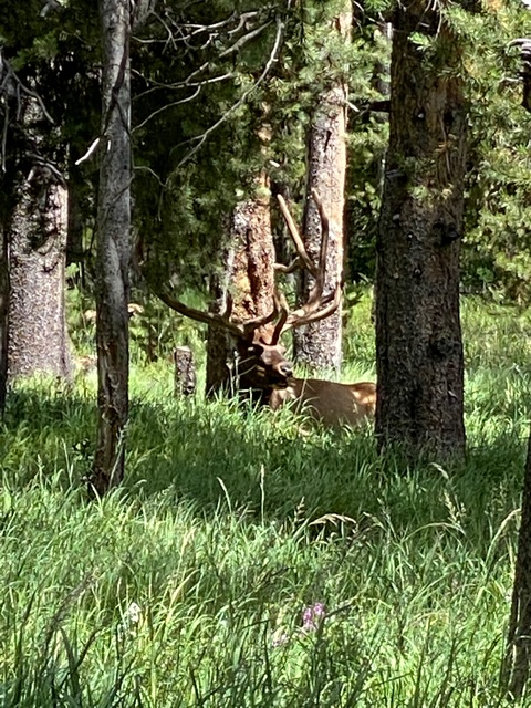 Stunt_Penis @stunt_penis cover picture