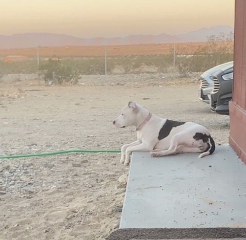 Cassandra @suicidegirl69 cover picture