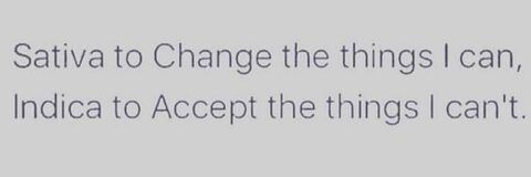 Sunflowers & Mint Water 🌻 @sunflowerstar cover picture