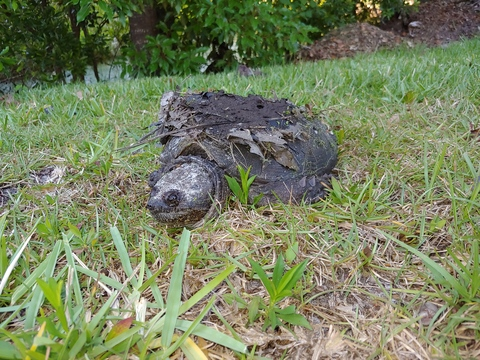 Sushi @sushimama cover picture