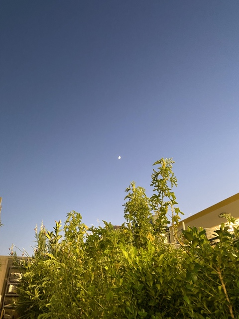 Sweet Cherry @sweetpoppy cover picture